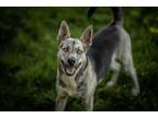 Adopt DELILAH a Black - with White Catahoula Leopard Dog / Husky / Mixed dog in