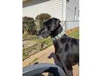 Adopt Havana a Great Dane / Mixed dog in Scottsboro, AL (33496218)
