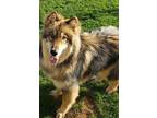 Adopt Haden a Husky / Mixed dog in Scottsboro, AL (33496215)