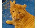 Adopt Big Red (large loving cat) a Orange or Red Tabby Domestic Shorthair /