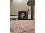 Adopt Apricot a Orange or Red Domestic Shorthair / Domestic Shorthair / Mixed