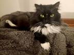 Adopt Whisky in CT a Black & White or Tuxedo Domestic Longhair (long coat) cat