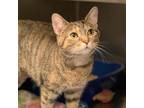 Adopt Vi a Domestic Shorthair / Mixed cat in Lexington, KY (33494261)
