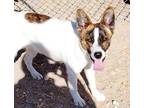 Adopt BROADWAY a White Akita / Australian Cattle Dog / Mixed dog in Albuquerque