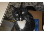 Adopt Norbert a All Black Domestic Shorthair / Domestic Shorthair / Mixed cat in