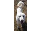 Adopt Holly a White Great Pyrenees / Mixed dog in Waco, TX (33494370)