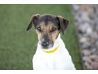 Frankie, Jack Russell Terrier For Adoption In Colorado Springs, Colorado