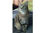 Hope, Domestic Shorthair For Adoption In Avon, Indiana