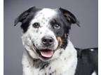 Adopt Oreo a Australian Cattle Dog / Blue Heeler, Bernese Mountain Dog