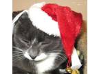 Adopt Cassie wishes you Merry Christmas a American Shorthair