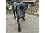 Adopt Plotta a Plott Hound, Redbone Coonhound
