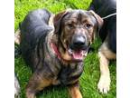 Adopt Michaelangelo a German Shepherd Dog, Rottweiler