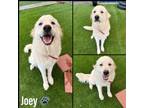 Adopt Joey a Great Pyrenees