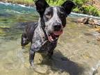 Adopt Hops a Black - with White Australian Cattle Dog / Australian Shepherd /