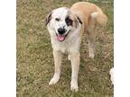 Adopt Ben a Tan/Yellow/Fawn - with White Great Pyrenees dog in Wolcott