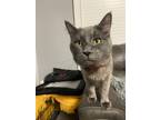 Adopt Shadow a Gray or Blue Russian Blue / Mixed (long coat) cat in Tucson