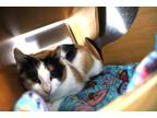 Adopt Tallulah a Orange or Red Domestic Shorthair / Domestic Shorthair / Mixed