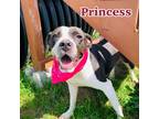 Adopt Princess a Black Boxer / Labrador Retriever / Mixed dog in Louisville