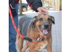 Adopt Jack a Brown/Chocolate German Shepherd Dog / Mixed dog in Williamsburg