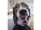 Adopt Titan a Black Border Collie / Mixed dog in Williamsburg, VA (33500764)