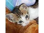 Adopt Chris Kitten a Spotted Tabby/Leopard Spotted Domestic Shorthair / Mixed