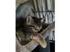Adopt Mater a Gray, Blue or Silver Tabby Domestic Shorthair / Mixed cat in