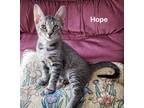 Adopt Hope a Gray, Blue or Silver Tabby Domestic Shorthair (short coat) cat in