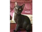 Adopt Miracle a All Black Domestic Shorthair (short coat) cat in Lexington