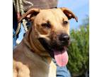 Adopt Artemis JM a Tan/Yellow/Fawn American Pit Bull Terrier / Black Mouth Cur /