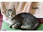 Adopt Faith a Gray, Blue or Silver Tabby Domestic Shorthair (short coat) cat in