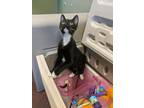 Dayton, Domestic Shorthair For Adoption In Winchester, Tennessee