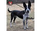 Adopt Walter a Australian Cattle Dog / Blue Heeler, Boston Terrier