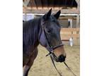 Registered Andalusian and Lusitano