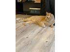 Adopt HARLEY a Orange or Red Tabby American Shorthair cat in Elgin