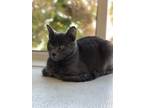 Adopt Ripley a Domestic Shorthair / Mixed cat in Lexington, KY (33506585)