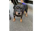 Adopt LEXI a Black - with Tan, Yellow or Fawn Rottweiler / Mixed dog in Saginaw