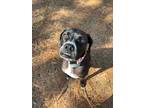 Adopt Addie a Black - with White Boxer / Catahoula Leopard Dog / Mixed dog in