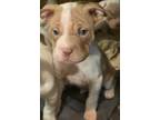 Adopt BUTTERS a Tan/Yellow/Fawn - with White Shar Pei / Mixed dog in Cameron