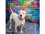 Adopt Goose a American Pit Bull Terrier / Boxer / Mixed dog in Gloversville