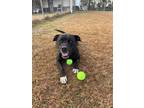 Adopt ZACH a American Staffordshire Terrier / Staffordshire Bull Terrier / Mixed