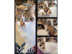 Adopt Mixie a Maine Coon cat in Belton, MO (33504895)