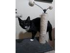 Adopt Cups a Black & White or Tuxedo American Shorthair / Mixed (short coat) cat