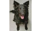 Adopt Maxwell a Black Chow Chow / Border Collie / Mixed dog in Baraboo
