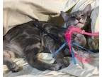 Adopt Ajax a Gray, Blue or Silver Tabby Domestic Shorthair (short coat) cat in