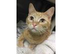 Adopt Norman a Orange or Red Domestic Shorthair / Domestic Shorthair / Mixed cat