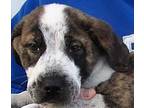Adopt Calvin a Brindle - with White Boxer / Labrador Retriever / Mixed dog in