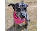 Adopt River a Catahoula Leopard Dog, Mixed Breed
