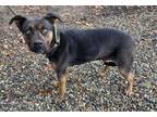 Adopt TABITHA a American Staffordshire Terrier, Mixed Breed