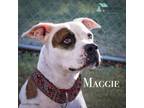 Adopt Maggie a Boxer