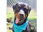 Adopt Rocko a Rottweiler